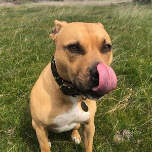 Meet your Posher, Seamus